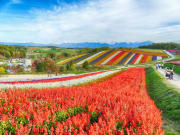 Hokkaido_Biei_Shikisai_no_Oka_Flower_Field_shutterstock_757355299