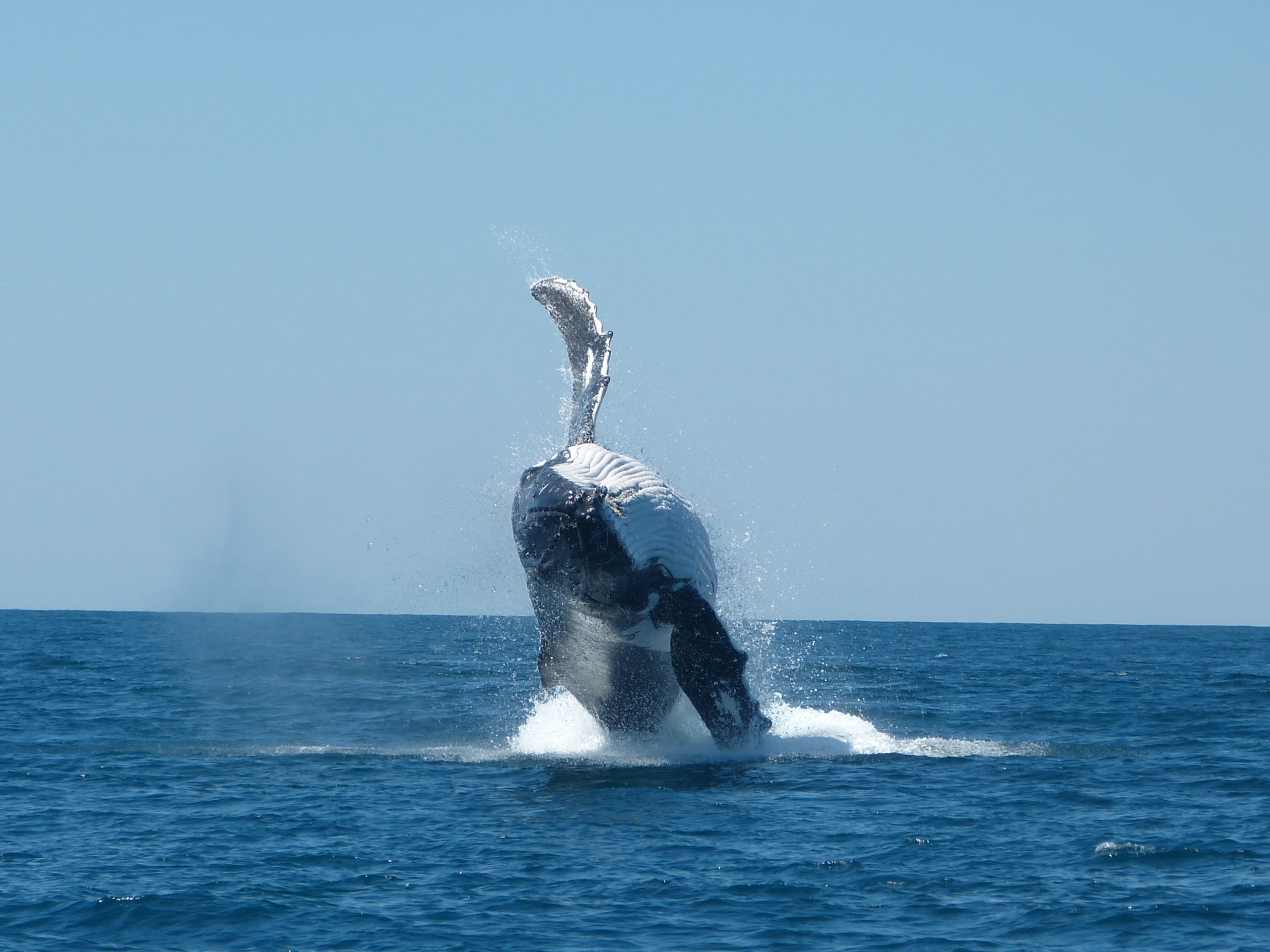 8 10月限定 エクスマウス ザトウクジラスイム ファンダイビングツアー 西海岸の名所観光付き 6泊7日 By パース スクーバ パースの観光 オプショナルツアー専門 Veltra ベルトラ