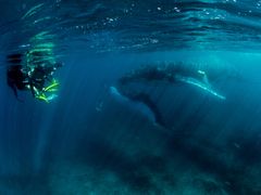 Humpback Whale_2