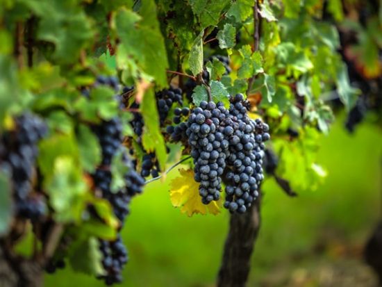 ボルドー メドック地区ワインツアー　2軒のシャトーを訪問＜試飲付き／英語ドライバーガイド／ボルドー発＞