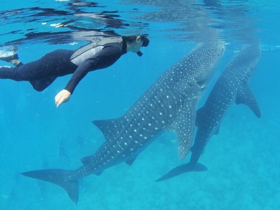 20160914011603_796130339_2595_9