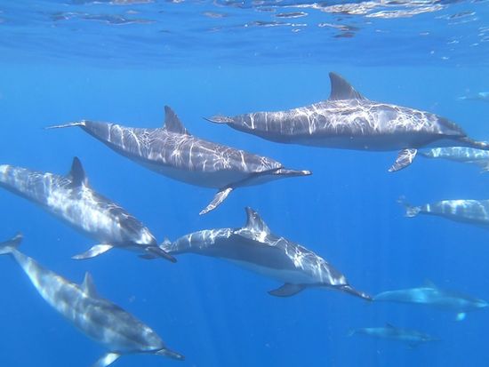 WildDolphinToureImage