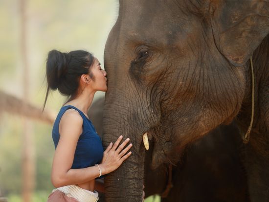 Elephant_shutterstock_689885902