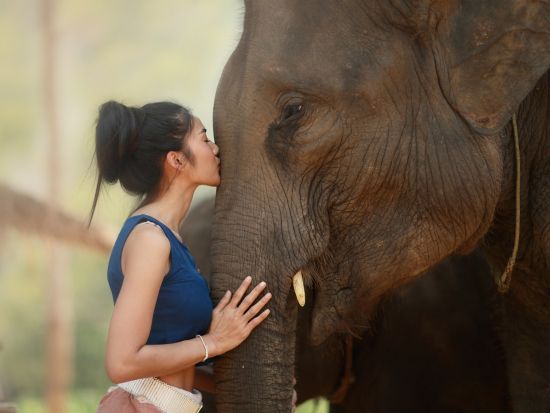 エレファントケアツアー　象のお世話をしながら触れ合える貴重な体験！＜ホテル送迎付／英語ドライバー＞