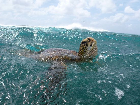 ワイキキビーチ　SUP体験 ＜1時間／グレーズビーチ ＞