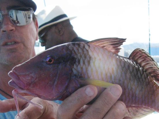海釣り体験　貸切チャーターでマグロやカジキなどの大物を狙う！釣り用具付き＜貸切／4～8時間／ケワロ湾＞