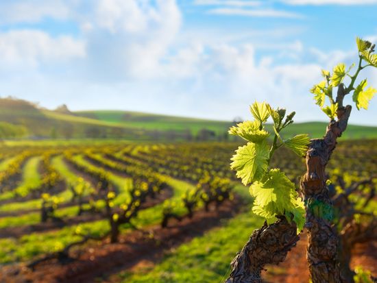 shutterstock_105338771_edited