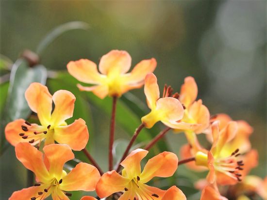 アカメク村　シンシン（民族舞踊）鑑賞　半日観光ツアー＜英語ガイド付き／ゴロカ発＞