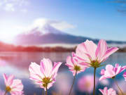 Japan_Fuji_Yamanashi_Kawaguchiko Lake_Cosmos_flower_shutterstock_524011489