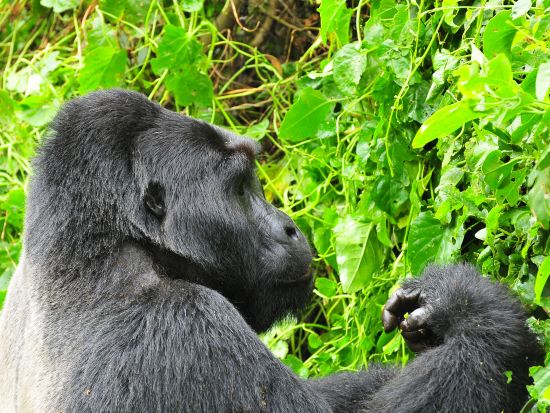 野生のマウンテンゴリラを目撃！ブウィンディ原生国立公園3泊4日宿泊付ゴリラトレッキングツアー＜英語ガイド／エンテベ空港発＞