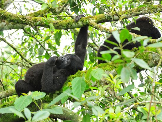 野生のマウンテンゴリラを目撃！ブウィンディ原生国立公園3泊4日宿泊付ゴリラトレッキングツアー＜英語ガイド／エンテベ空港発＞