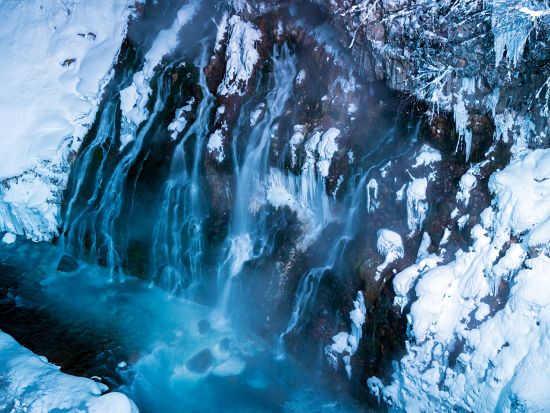 札幌発バスツアー 日本最北端の動物園"旭山動物園"を満喫＆ライトアップされた幻想的な"美瑛青い池"を巡る欲張りプラン＜3時間／12月～3月／札幌市内発着＞