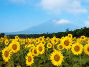 Japan_Yamanashi_Mt_Fuji_hananomiyako_garden_sunflower_shutterstock_1227575620