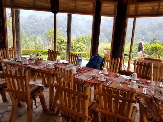 野生のマウンテンゴリラを目撃！ブウィンディ原生国立公園3泊4日宿泊付ゴリラトレッキングツアー＜英語ガイド／エンテベ空港発＞