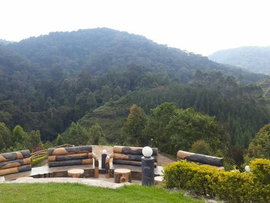 野生のマウンテンゴリラを目撃！ブウィンディ原生国立公園3泊4日宿泊付ゴリラトレッキングツアー＜英語ガイド／エンテベ空港発＞