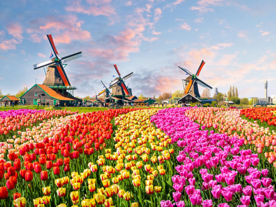 Netherlands_Zaanse Schans_Windmills_Tulips_shutterstock_490194529