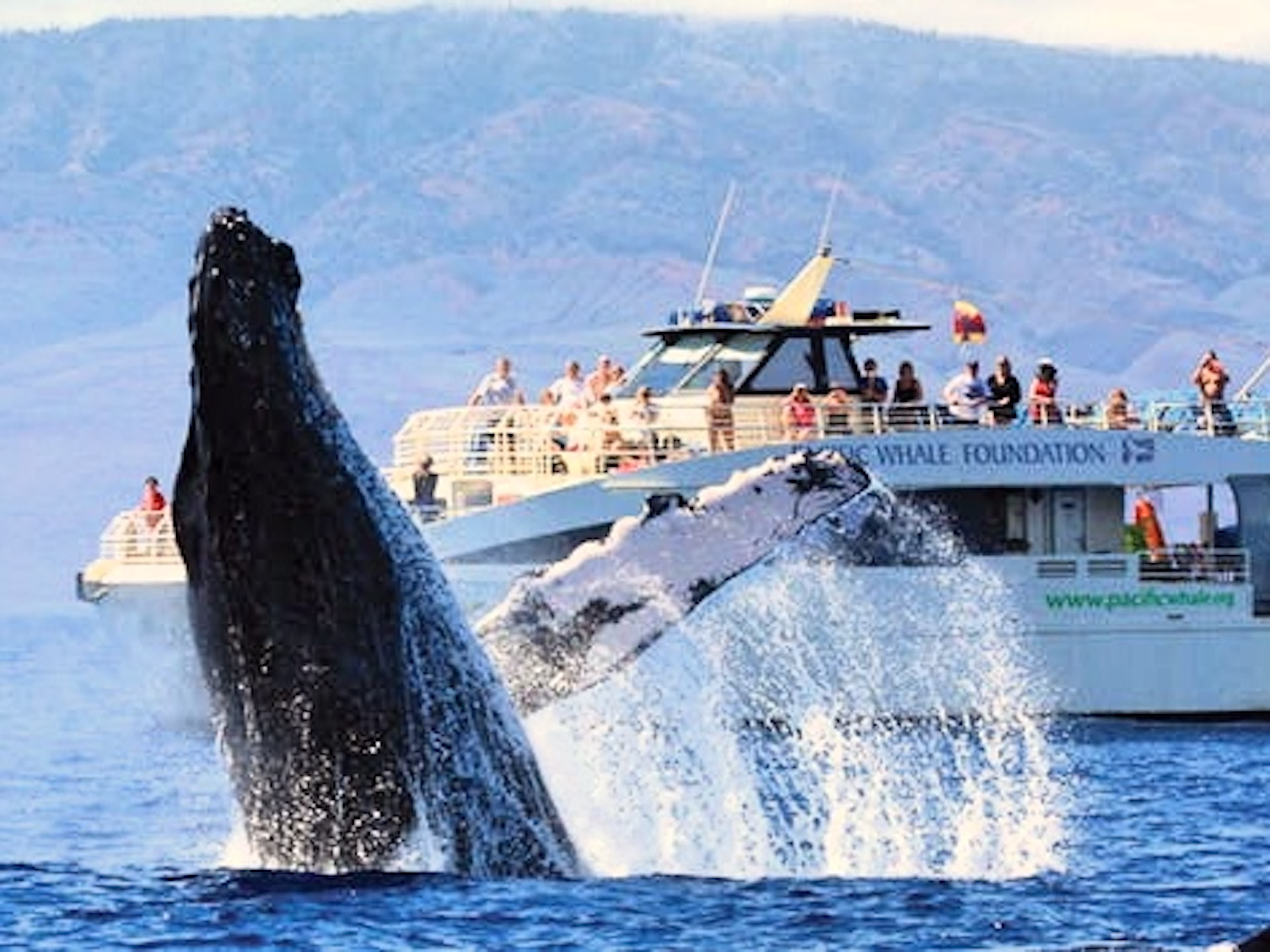 Maui Whale Watch Cruise Tours with Sightings Guaranteed from Maalaea