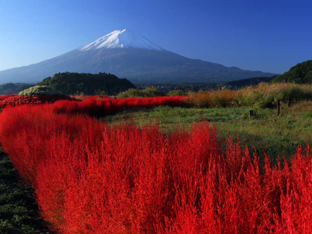 Mt. Fuji 5th Station Autumn Hiking &amp; Oishi Park Kochia Viewing Tour