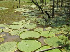 victroria regia