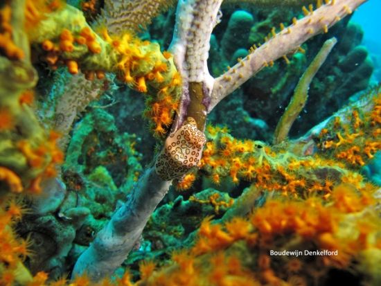 ボネール　シュノーケリングツアー＜英語ガイド/ボネール発＞