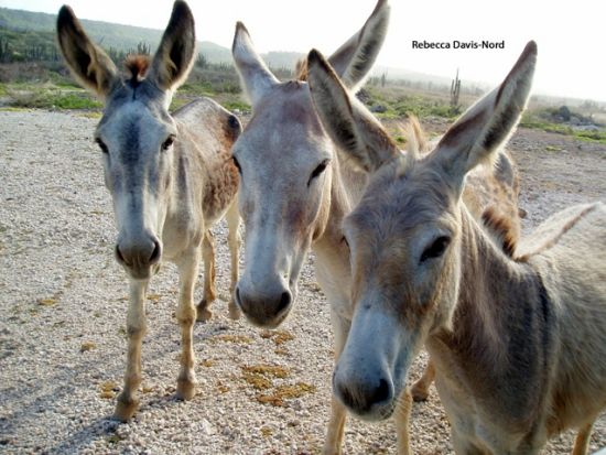 ボネール　ノース＆サウスツアー＜英語ガイド/ボネール発＞