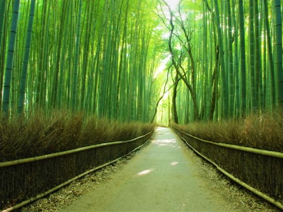 日帰りバスツアー 伏見稲荷大社＋清水寺＋金閣寺＋嵐山 定番観光地を1日で巡る！昼食付プランあり＜梅田・京都発／英語・日本語＞by 神姫観光 LIMON