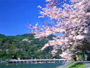 Arashiyama_cherry blossoms【pl_ID1272033】