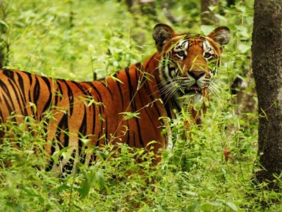 【8泊9日】2日間のトレッキング付☆カトマンズ＋ポカラ＋チトワン公園 周遊ツアー＜日本語ガイドプラン有／プライベート／カトマンズ空港発着＞