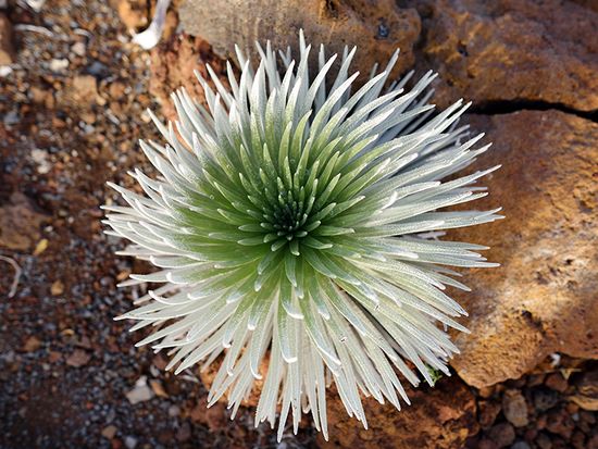 Silversword