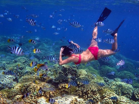 プライベートスキンダイビングコース　初心者大歓迎！お魚いっぱいの海でグアムの海を満喫してください。