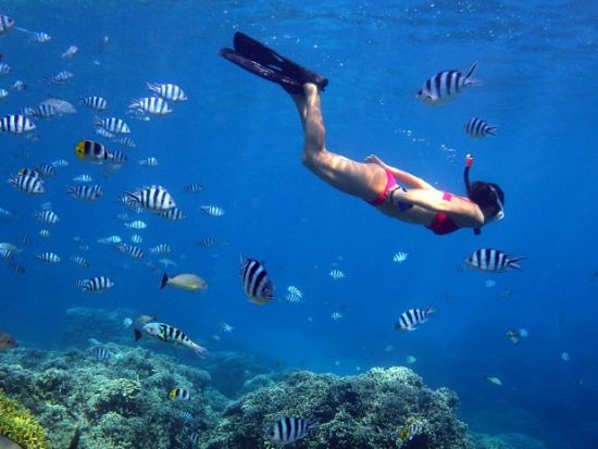 プライベートスキンダイビングコース　初心者大歓迎！お魚いっぱいの海でグアムの海を満喫してください。