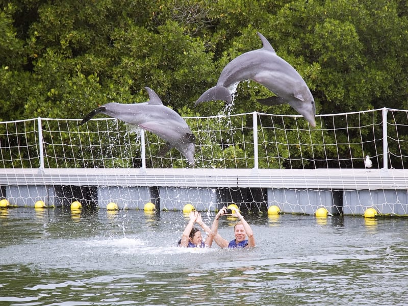 Cuba_Caribbean_Rancho Cangrejo Dolphin