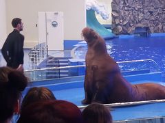Aquarium (5)