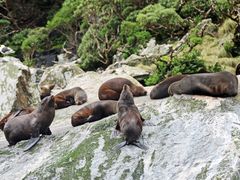New_Zealand_Fiordland_Milford_Sound_seals_shutterstock_686370823
