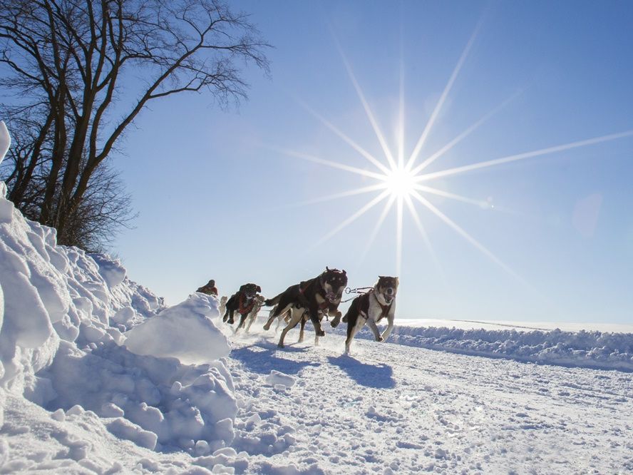 犬ぞり 水上高原スキーリゾート「犬ぞり体験」 アウトドア みなかみ町観光協会