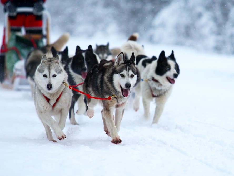 犬ぞり体験ツアー セントローレンスの丘陵地帯を駆け抜ける ＜12～4月／日本語ガイド／ケベックシティ発＞ | ケベックの観光・オプショナルツアー専門  VELTRA(ベルトラ)