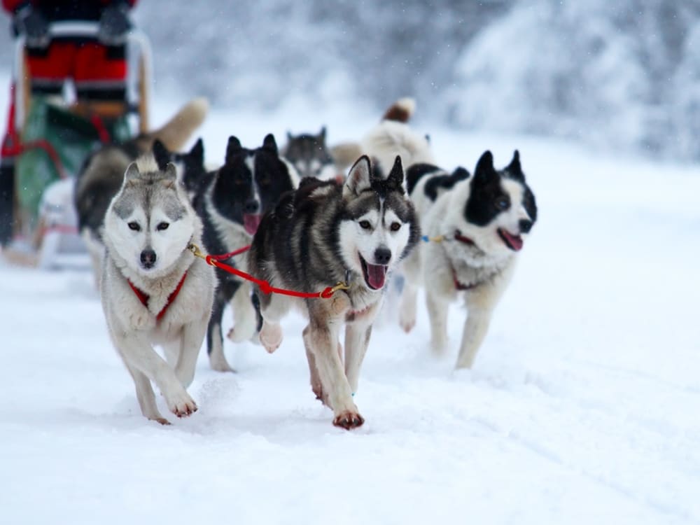 犬ぞり体験ツアー セントローレンスの丘陵地帯を駆け抜ける 12 4月 日本語ガイド ケベックシティ発 ケベックの観光 オプショナルツアー専門 Veltra ベルトラ