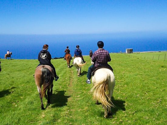 ハワイ島　乗馬ツアー　コハラ・コーストの牧場をゆったり乗馬！ ＜午前・午後／英語ガイド＞by ナアラパ・ステーブルズ