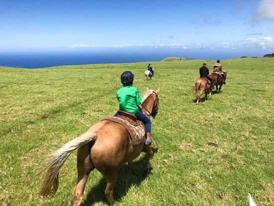 ハワイ島　乗馬ツアー　コハラ・コーストの牧場をゆったり乗馬！ ＜午前・午後／英語ガイド＞by ナアラパ・ステーブルズ