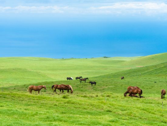 ハワイ島　乗馬ツアー　コハラ・コーストの牧場をゆったり乗馬！ ＜午前・午後／英語ガイド＞by ナアラパ・ステーブルズ