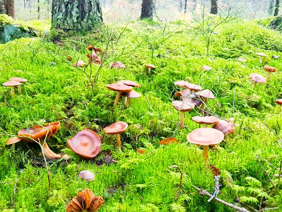 shutterstock_1210086238 (1)