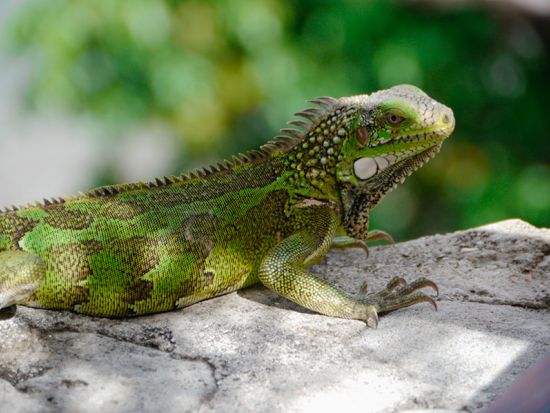 キュラソー　キュラソー島　周遊ツアー＜英語ガイド/キュラソー発＞