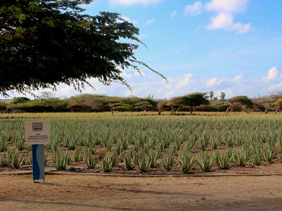 アルバ　アイランドツアー＜英語ガイド/アルバ発＞