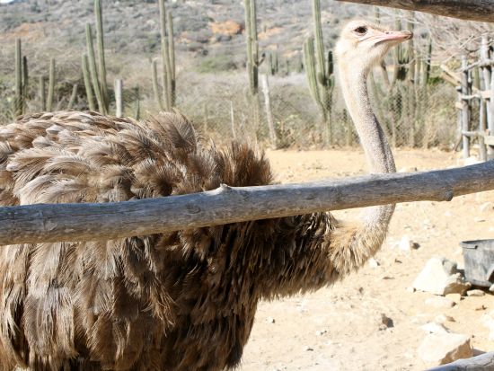 アルバ　アイランドツアー＜英語ガイド/アルバ発＞