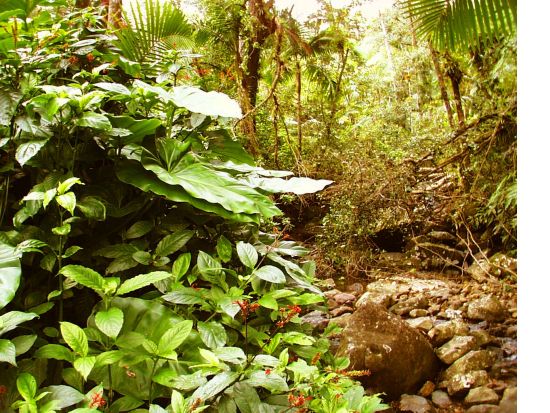 サンフアン　エルユンケ国立森林ツアー＜英語又はスペイン語ガイド/サンフアン発＞