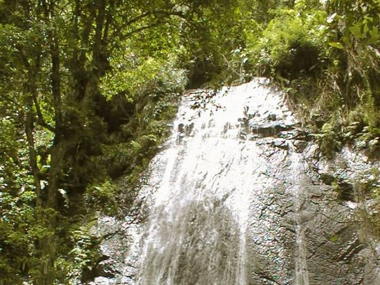 サンフアン　エルユンケ国立森林＆ルキージョビーチツアー＜英語又はスペイン語ガイド/サンフアン発＞