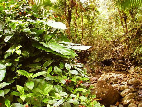 Yunque