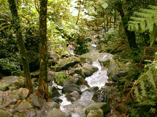 サンフアン　エルユンケ国立森林＆ルキージョビーチツアー＜英語又はスペイン語ガイド/サンフアン発＞