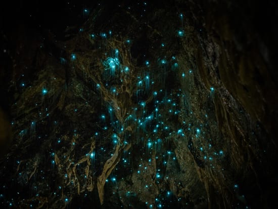 Waitomo Glowworm Caves from Auckland Glowworms 
