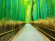 Japan_Kyoto_Arashiyama_Bamboo_Forest_shutterstock_453847159